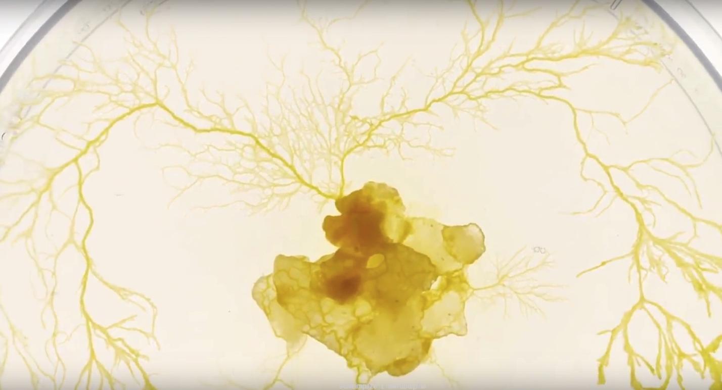 Schleimpilze I mikrobalpina